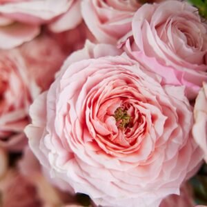 Arm Candy - Big Love Size!