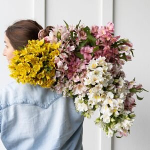 Big Box: Alstroemeria