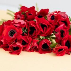 Mystery Box Anemones x 2!