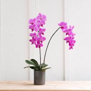 Epic Phal