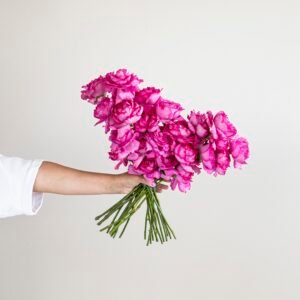 Mystery Box: Garden Roses x 2!