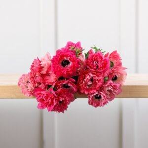 Mystery Box Anemones!