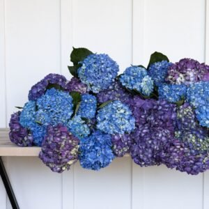 Big Box: Twice as Ice